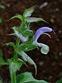 * Nomination Flower of Salvia sclarea --Llez 05:37, 31 July 2010 (UTC) * Decline Nice composition, but too noisy. --Quartl 07:52, 5 August 2010 (UTC)