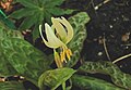 Erythronium citrinum