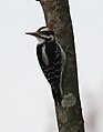 Hairy Woodpecker