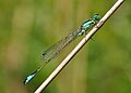 * Nomination: Blue-tailed Damselfly. --Quartl 06:56, 7 August 2010 (UTC)) * * Review needed