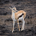 * Nomination Thomson's Gazelle in Serengeti --Ikiwaner 07:57, 21 August 2010 (UTC) * Promotion interesting --Mbdortmund 08:05, 21 August 2010 (UTC)