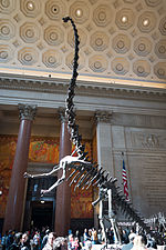 Thumbnail for File:Barosaurus AMNH lobby.jpg