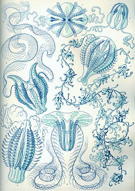 "Ctenophorae", Kunstformen der Natur van Ernst Haeckel, 1904