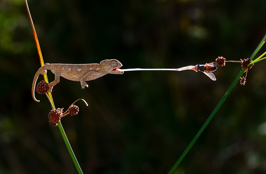 :File:Hunter baby chameleon.jpg