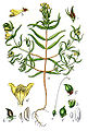 Melampyrum sylvaticum vol. 10 - plate 53 in: Jacob Sturm: Deutschlands Flora in Abbildungen (1796)