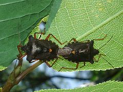 Mating pair