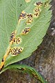 Puccinia aegopodii