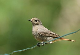 Rouge-queue noir, Phoenicurus ochruros.