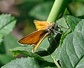 * Nomination Essex Skipper. --Quartl 06:56, 7 August 2010 (UTC)) * Promotion Very nice - a bit noisy, but not worth declining over. Mattbuck 23:30, 7 August 2010 (UTC)