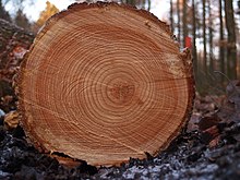 Tree rings.jpg