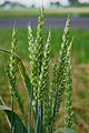 Planta - Triticum.