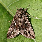 Noctuidae (Autographa gamma)