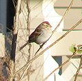 Chipping Sparrow