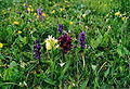 Dactylorhiza sambucina (center) and Orchis morio ? Sweden - Öland