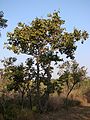 Pohon Hymenaea stigonocarpa