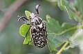 Polyphylla fullo (Linnaeus, 1758)