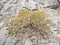 La jarilla (Larrea cuneifolia) arbusto dominante en este distrito fitogeográfico.