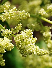 Détail des inflorescences.