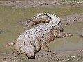 Crocodylus (Crocodylidae).