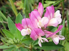 シャジクソウ T. lupinaster