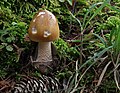 Amanita fulva