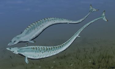 Basilosaurus.