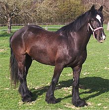 Poney noir, vu de trois-quart face, avec une grande marque blanche sur la tête.