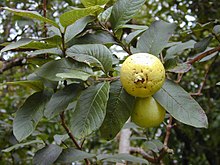 Mayabas (Psidium guajava)