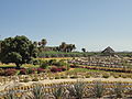 Jardín en Puerto Los Cabos.