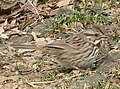 Song Sparrow