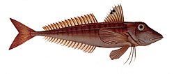 Rödknot (Chelidonichthys cuculus)