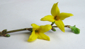 Forsythia Flower