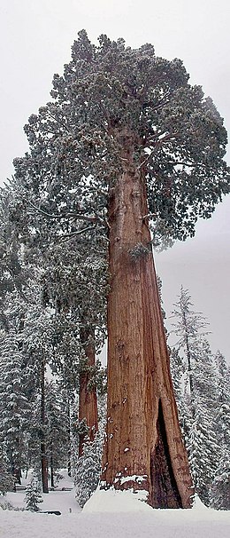 Óriás mamutfenyő (Sequoiadendron giganteum)