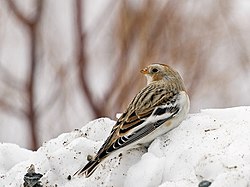 Snow Bunting.