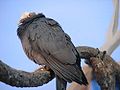 White Crowned Pigeon (Columba leucocephala)