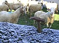 Brebis basco-béarnaises à Laruns.