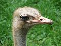 Ostrich