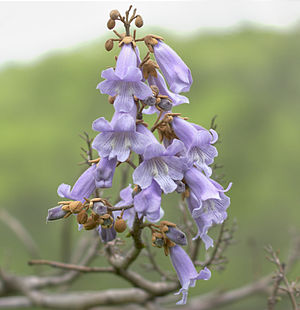 ĉina paŭlovnio (Paulownia tomentosa)