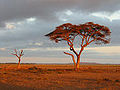 The Burao countryside en route to Berbera