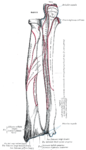 Bones of left forearm. Posterior aspect.