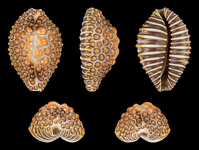 Jenneria pustulata, by H. Zell