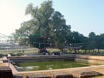 A large tree next to a water filled pool.