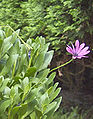 'Pink Whirls' - with opened petals