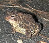 American toad