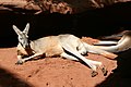 * Nomination Kangaroo (Macropus), Australia --Poco a poco 19:05, 9 March 2015 (UTC) * Promotion Good quality. --Hubertl 21:17, 10 March 2015 (UTC)