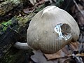 Pluteus salicinus