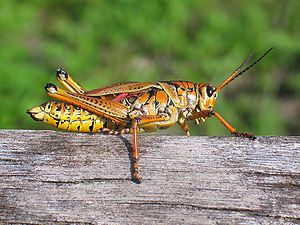 En gäärshoper faan Ameerikoo (Romalea microptera)