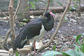 Flickr - Cigogne noire en captivité, on voit bien la collerette hérissée