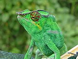 Maschio di Furcifer pardalis della Réunion