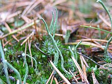 Cladonia subulata.jpeg